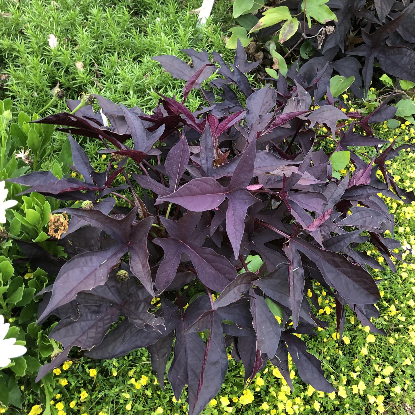 Sweet Caroline Raven™ Ornamental Sweet Potato Vine (Ipomoea) - Photo Property of Grden Crossings LLC