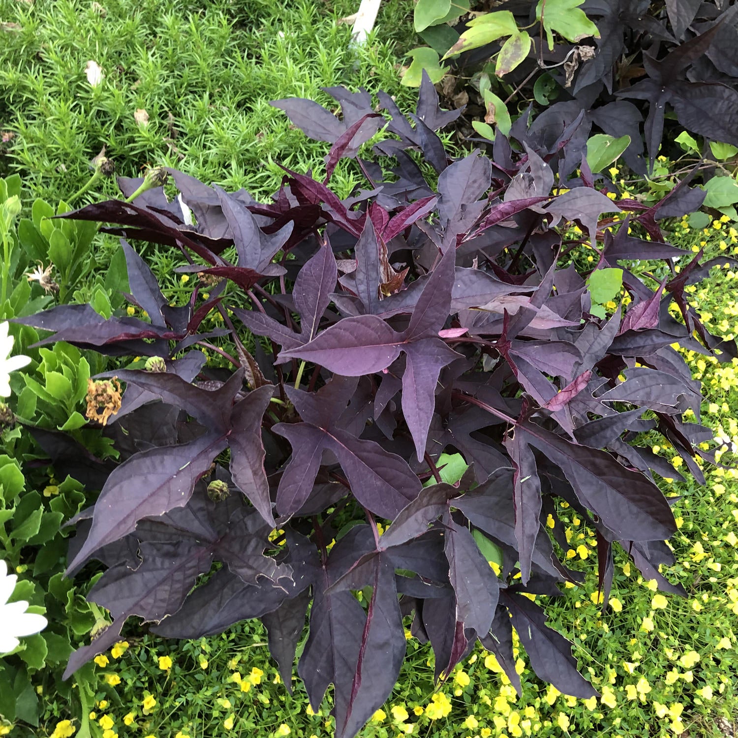 Sweet Caroline Raven™ Ornamental Sweet Potato Vine (Ipomoea) - Photo Property of Grden Crossings LLC