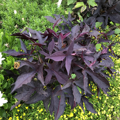 Sweet Caroline Raven™ Ornamental Sweet Potato Vine (Ipomoea) - Photo Property of Grden Crossings LLC