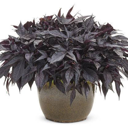 Sweet Caroline Raven™ Ornamental Sweet Potato Vine (Ipomoea) - Photo Courtesy of Proven Winners, Inc.