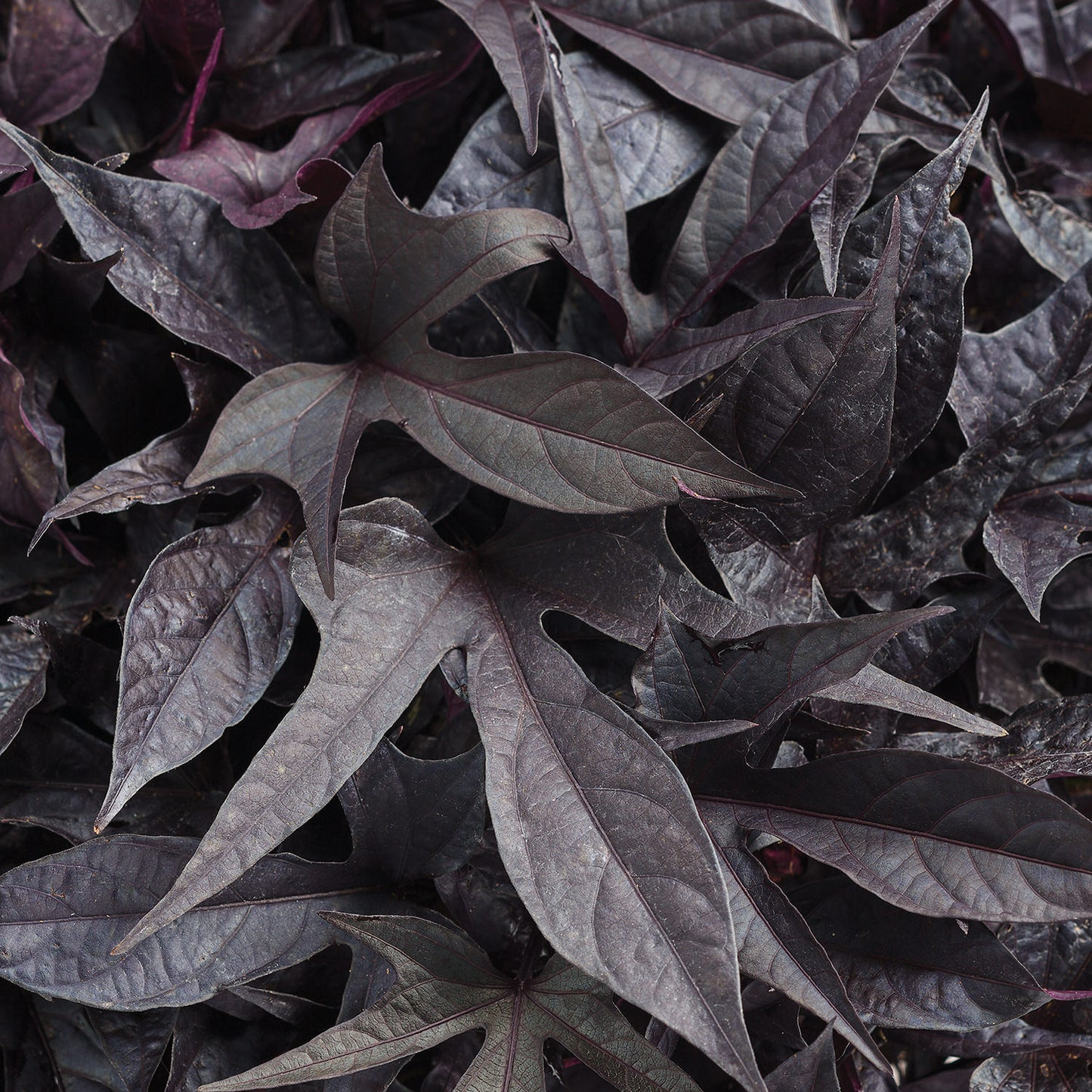 Sweet Caroline Raven™ Ornamental Sweet Potato Vine (Ipomoea) - Photo Courtesy of Proven Winners, Inc.