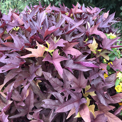 Sweet Caroline Red Hawk™ Ornamental Sweet Potato Vine (Ipomoea) - Photo Property of Garden Crossings LLC
