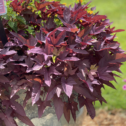 Sweet Caroline Red Hawk™ Ornamental Sweet Potato Vine (Ipomoea) - Photo Property of Garden Crossings LLC
