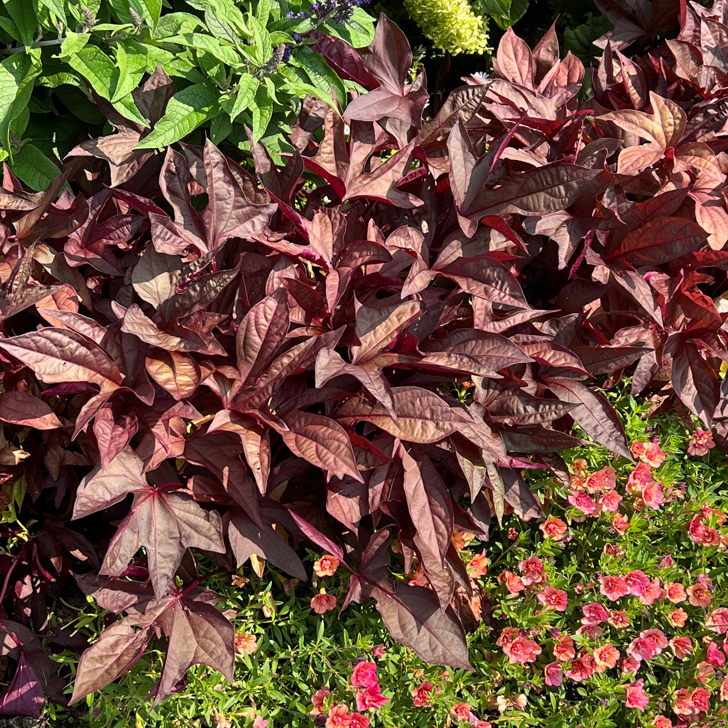 Sweet Caroline Red Hawk™ Ornamental Sweet Potato Vine (Ipomoea) - Photo Property of Garden Crossings LLC