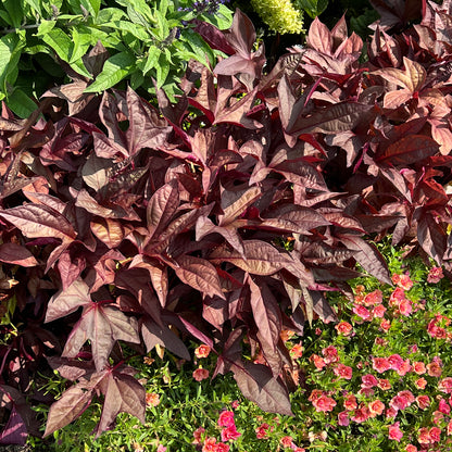 Sweet Caroline Red Hawk™ Ornamental Sweet Potato Vine (Ipomoea) - Photo Property of Garden Crossings LLC
