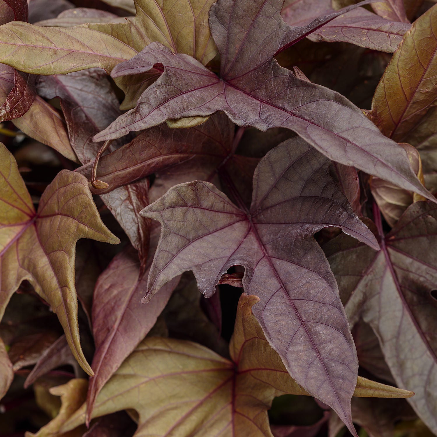 Sweet Caroline Red Hawk™ Ornamental Sweet Potato Vine (Ipomoea) - Photo Courtesy of Proven Winners, Inc.