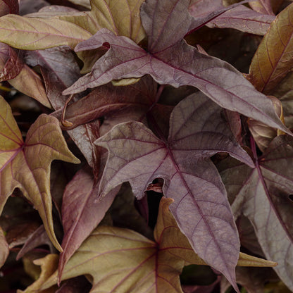 Sweet Caroline Red Hawk™ Ornamental Sweet Potato Vine (Ipomoea) - Photo Courtesy of Proven Winners, Inc.