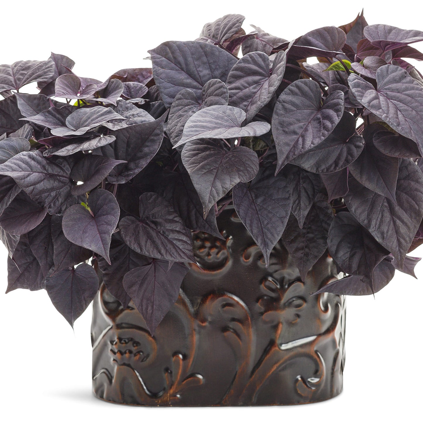 Sweet Caroline Sweetheart Jet Black™ Sweet Potato Vine (Ipomoea) - Photo Courtesy of Proven Winners, Inc.