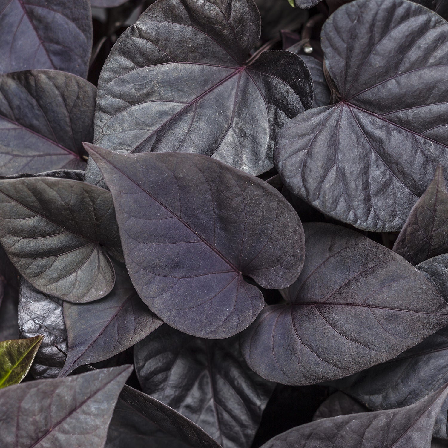 Sweet Caroline Sweetheart Jet Black™ Sweet Potato Vine (Ipomoea) - Photo Courtesy of Proven Winners, Inc.