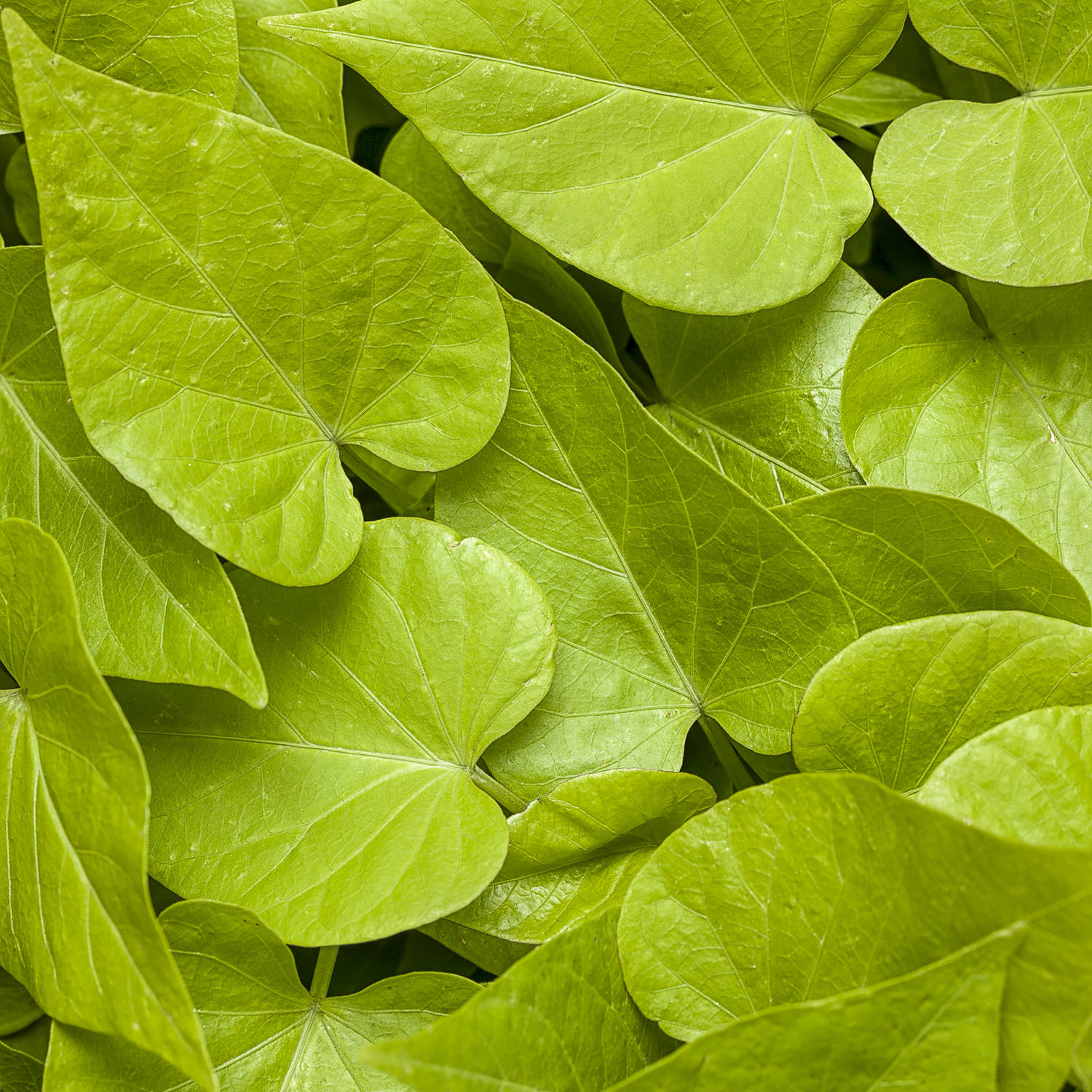 Sweet Caroline Sweetheart Lime Sweet Potato Vine (Ipomoea) - Photo Courtesy of Proven Winners, Inc.