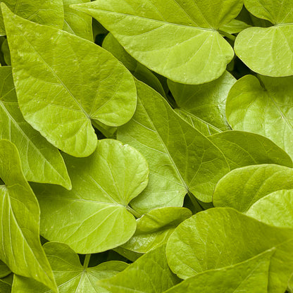 Sweet Caroline Sweetheart Lime Sweet Potato Vine (Ipomoea) - Photo Courtesy of Proven Winners, Inc.