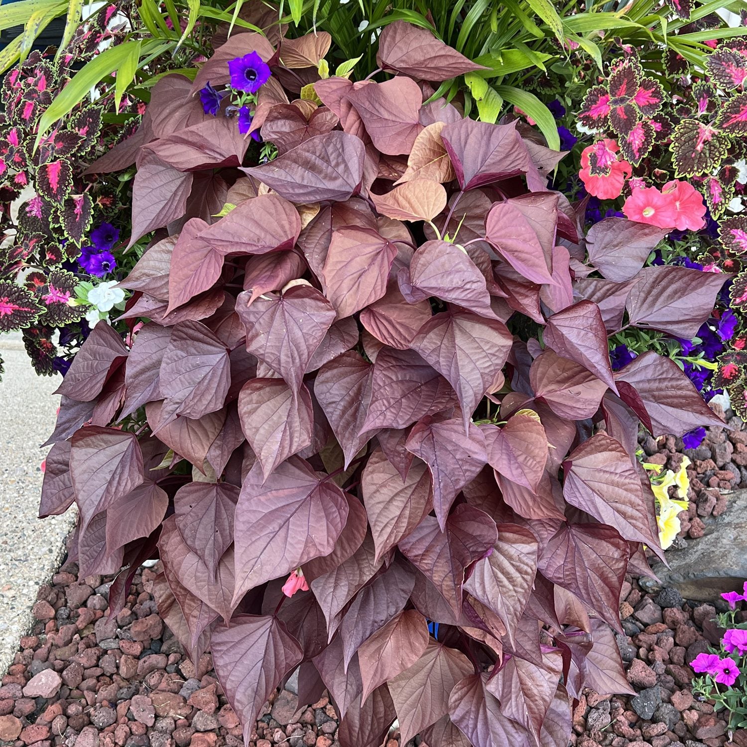 Sweet Caroline Sweetheart Mahogany™ Ornamental Sweet Potato Vine (Ipomoea) - Photo Property of Garden Crossings LLC