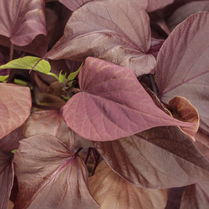 Sweet Caroline Sweetheart Mahogany™ Ornamental Sweet Potato Vine (Ipomoea) - Photo Courtesy of Proven Winners, Inc.