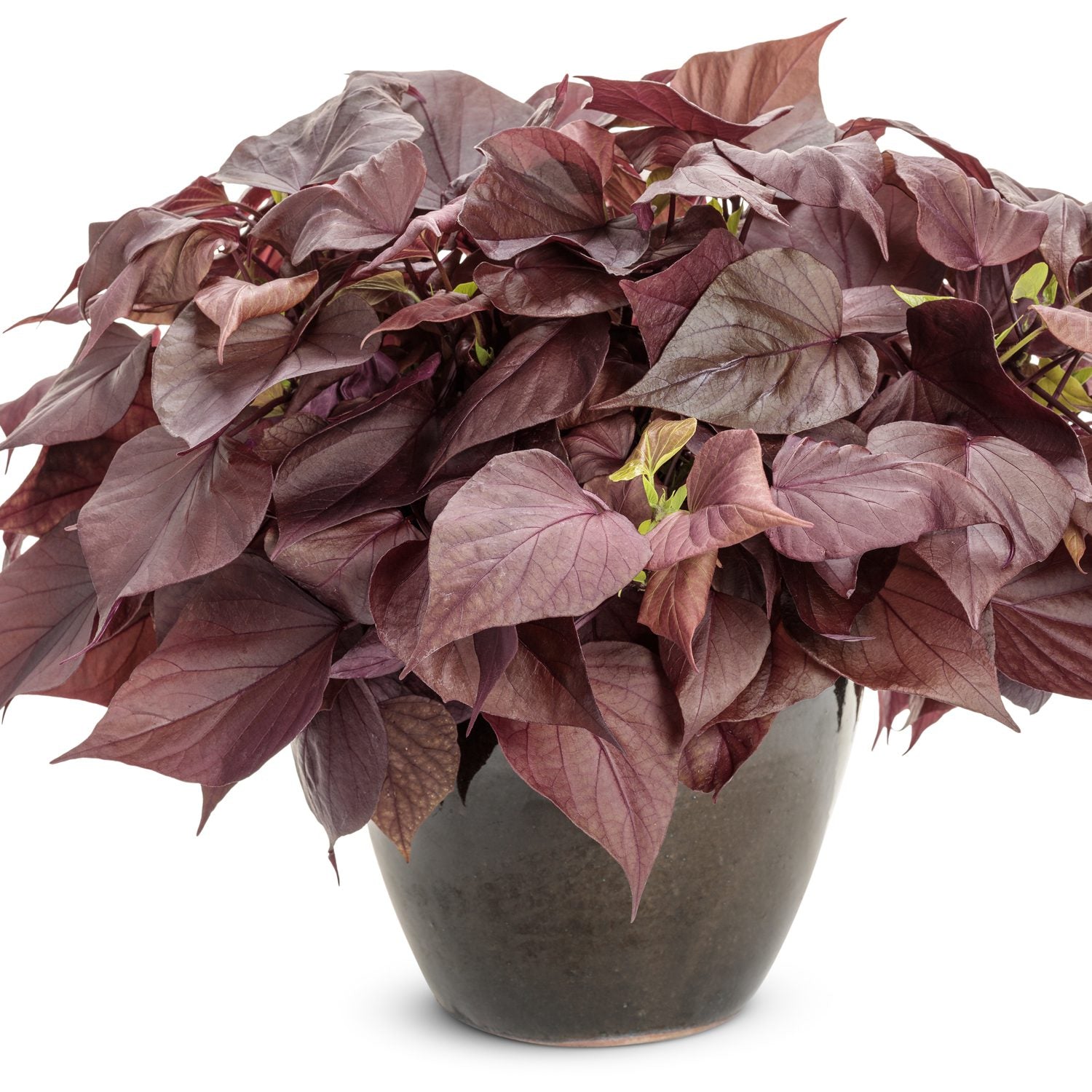 Sweet Caroline Sweetheart Mahogany™ Ornamental Sweet Potato Vine (Ipomoea) - Photo Courtesy of Proven Winners, Inc.