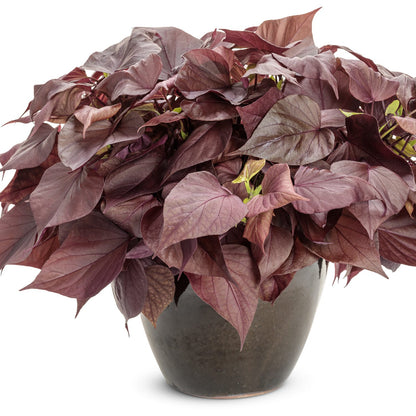 Sweet Caroline Sweetheart Mahogany™ Ornamental Sweet Potato Vine (Ipomoea) - Photo Courtesy of Proven Winners, Inc.