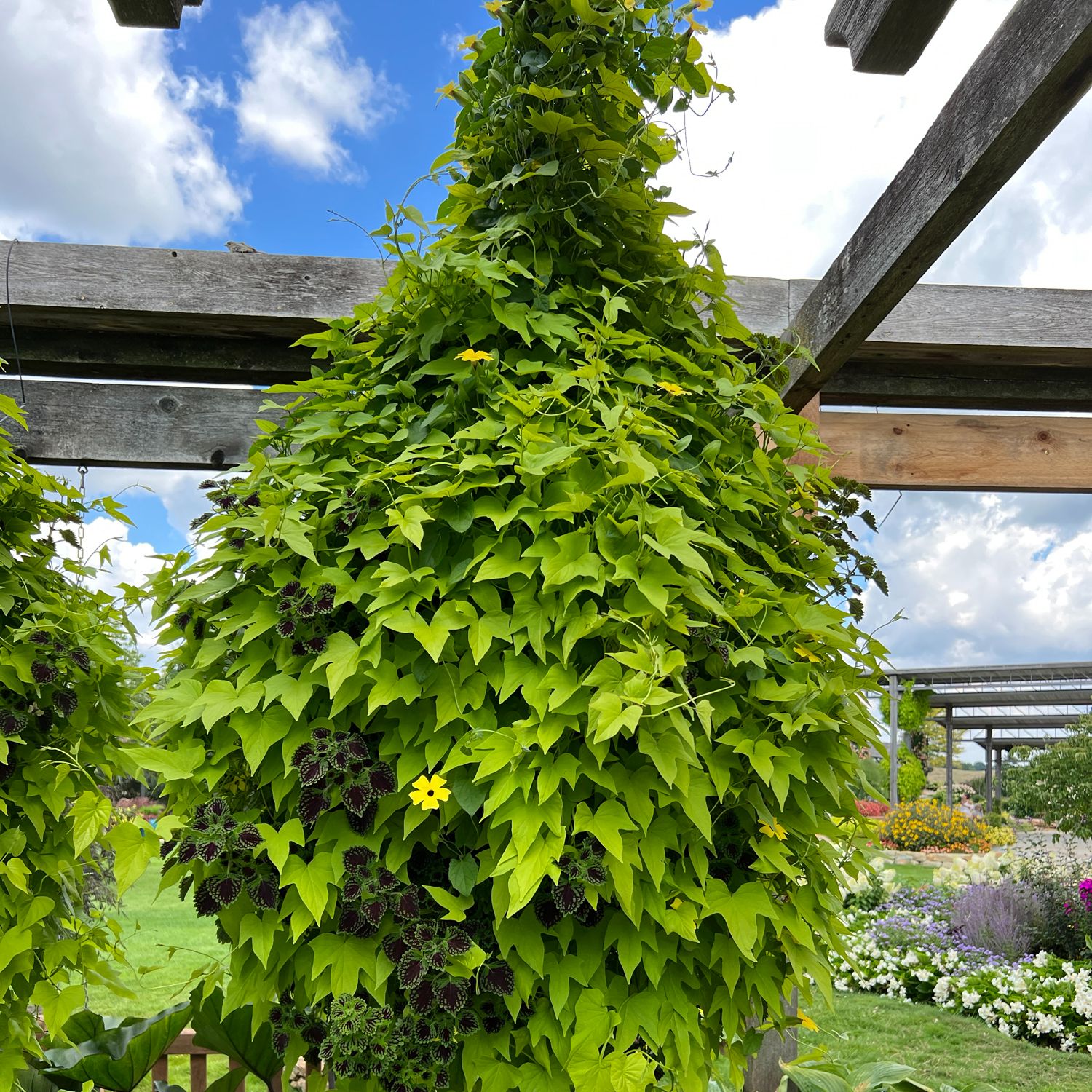 Sweet Caroline Upside™ Key Lime Ornamental Sweet Potato Vine (Ipomoea)