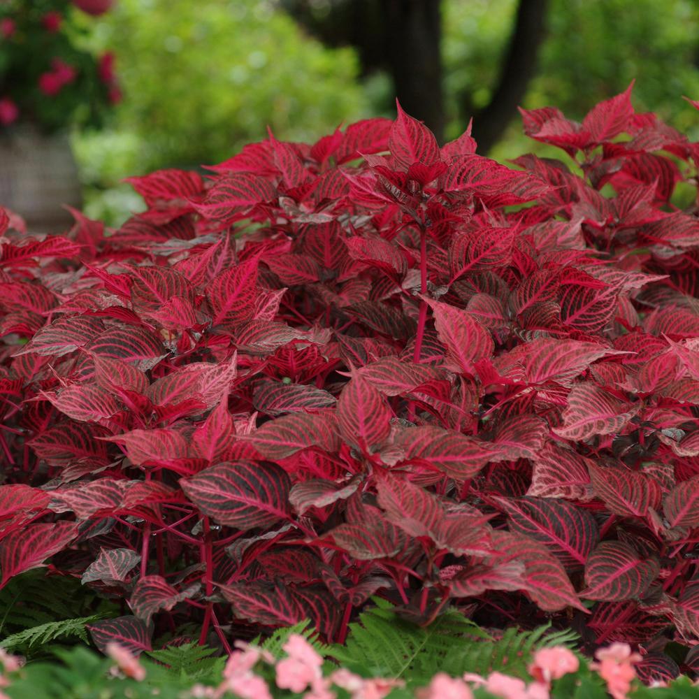 A dense cluster of vibrant red and magenta-pink leaves of Blazin' Rose' Blood Leaf (Iresine) stands out in a lush garden, complemented by green foliage and soft pink flowers in the foreground - Photo Courtesy of Ball Horticulture, Inc.