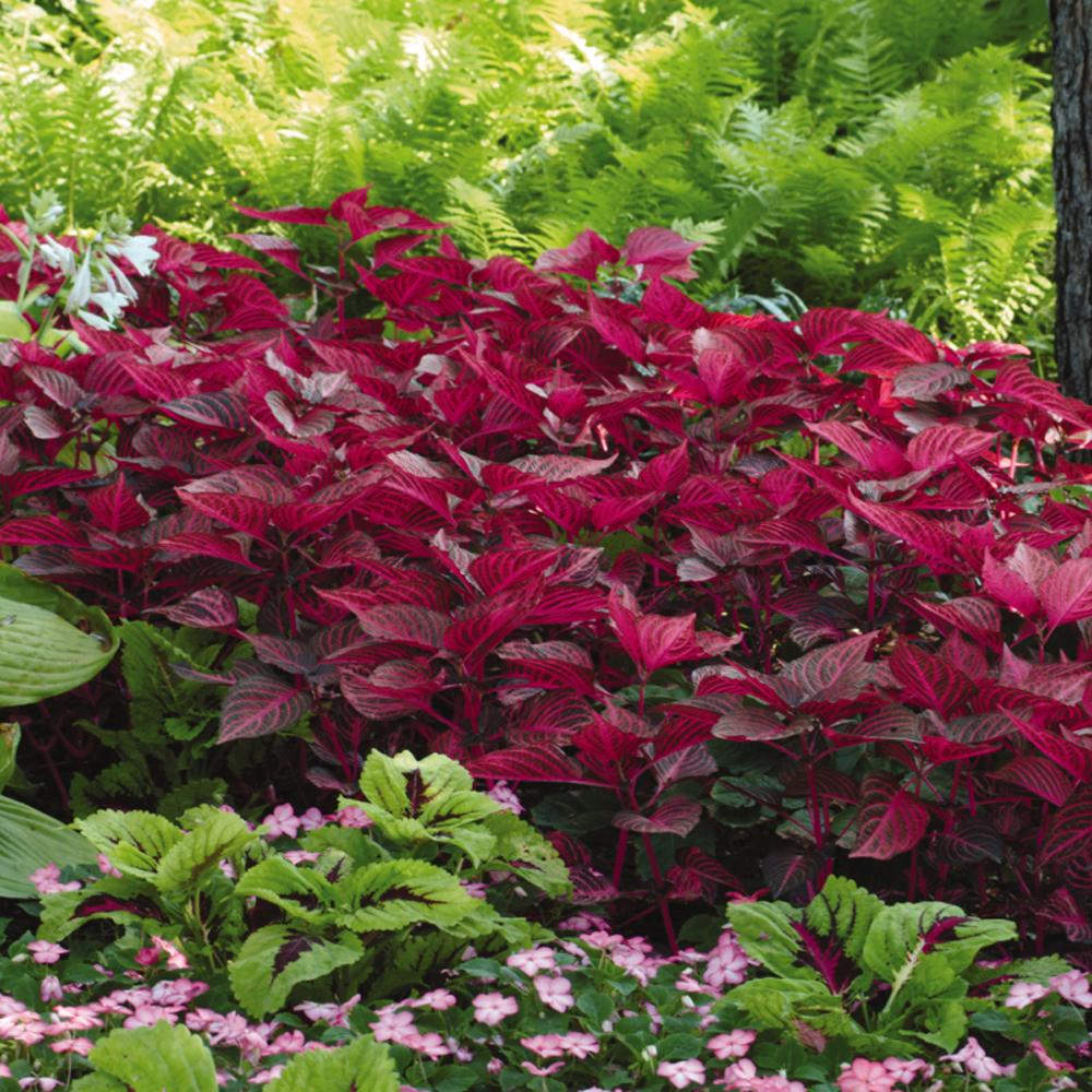 Blazin' Rose' Blood Leaf (Iresine) - Photo Courtesy of Ball Horticulure, Inc.