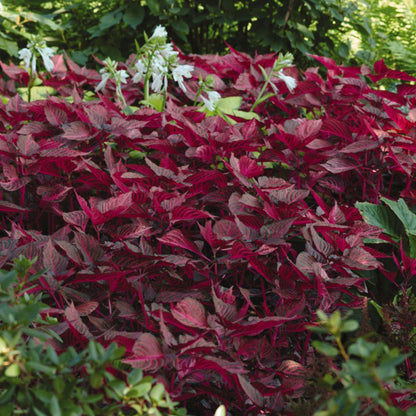 Blazin' Rose' Blood Leaf (Iresine) - Photo Courtesy of Ball Horticulure, Inc.