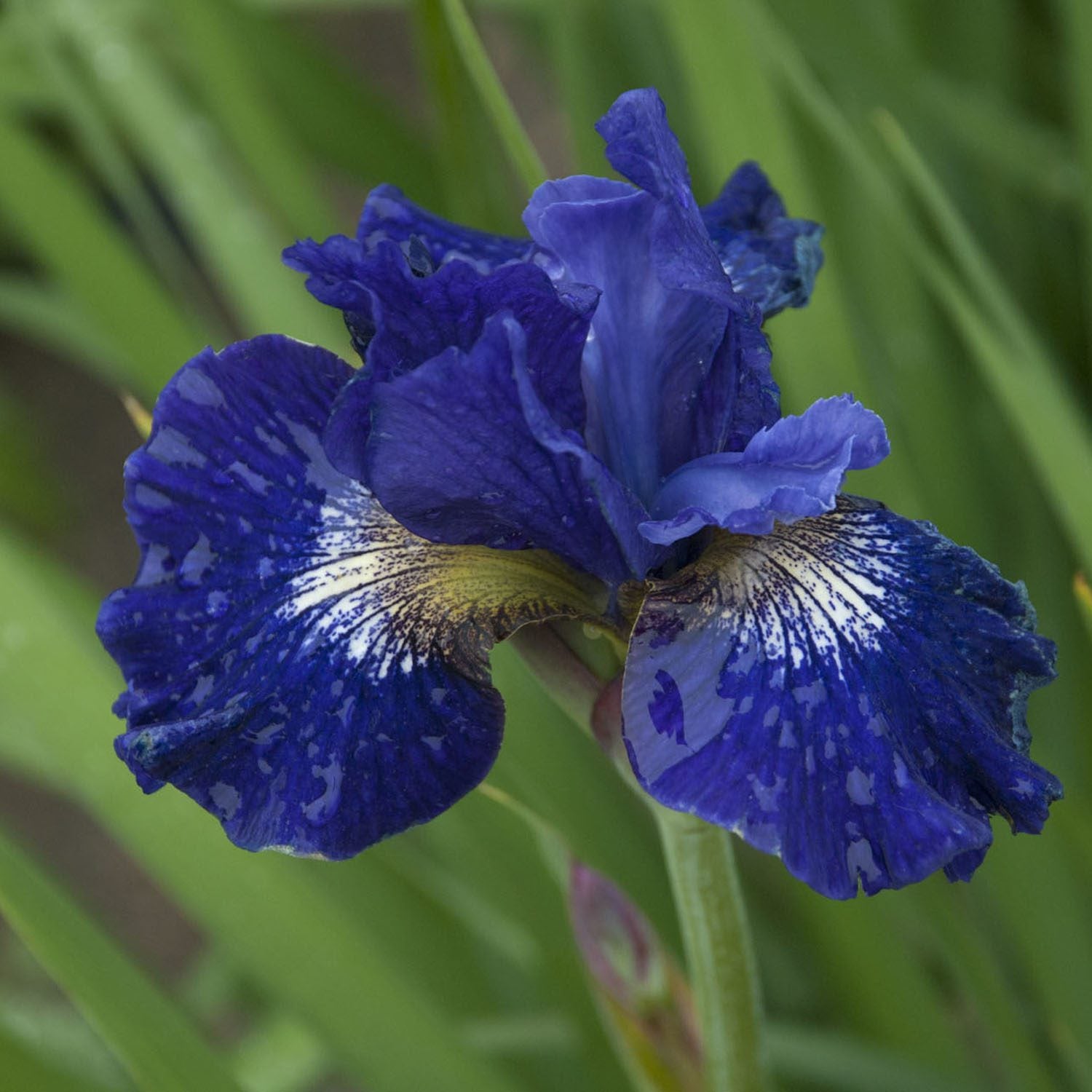 A close-up of 'Over in Gloryland' Siberian Iris shows its vibrant deep purple-blue, ruffled petals with white and yellow markings - Photo Courtesy of Walters Gardens, Inc.