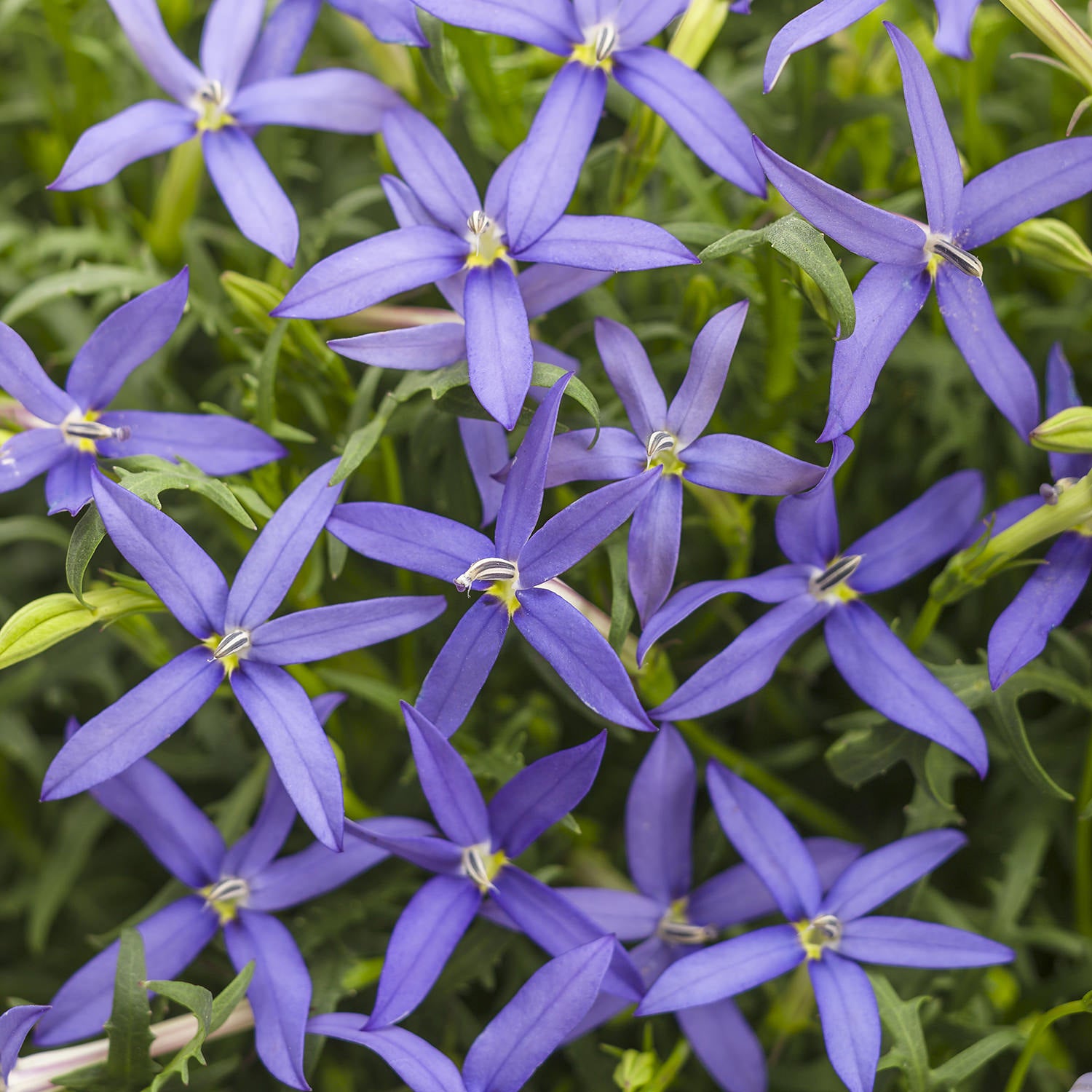Beth's Blue® Star Flower (Isotoma)| Garden Crossings