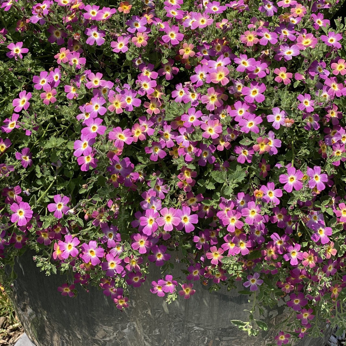 Safari™ Dawn South African Phlox (Jamesbrittenia) is a heat-tolerant, trailing flower forming dense clusters of vibrant purple blooms with yellow centers - Photo Property of Garden Crossings LLC. Decorative pot not included.