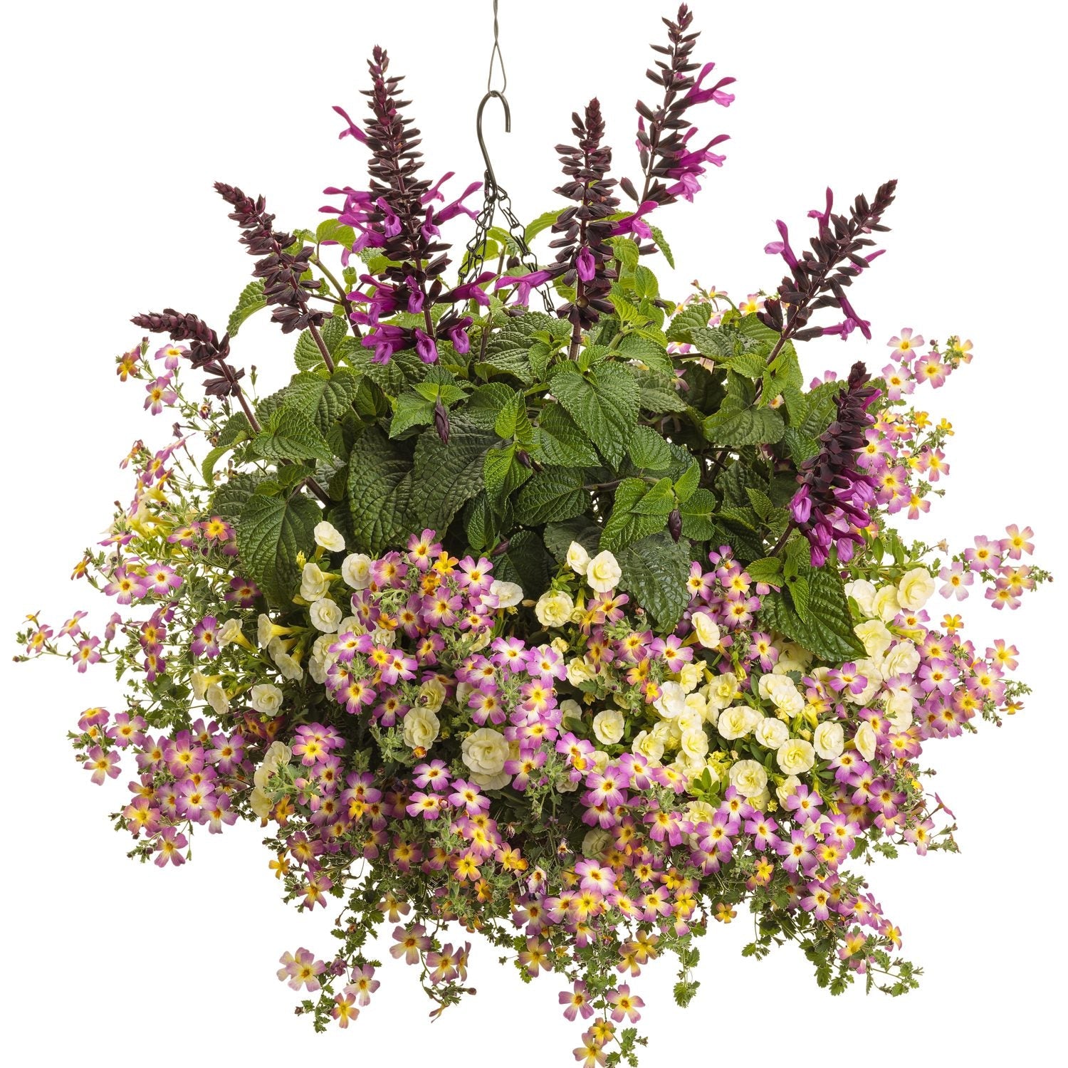 A hanging basket with lush green leaves and vibrant flowers—featuring heat-tolerant Safari™ Dawn South African Phlox (Jamesbrittenia) with small daisy-like blooms spilling from the pot and tall black salvia spikes with purple tubular blooms - Photo Courtesy of Proven Winners, Inc. Decorative pot not included.