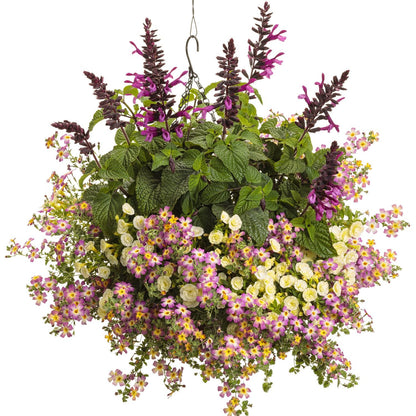 A hanging basket with lush green leaves and vibrant flowers—featuring heat-tolerant Safari™ Dawn South African Phlox (Jamesbrittenia) with small daisy-like blooms spilling from the pot and tall black salvia spikes with purple tubular blooms - Photo Courtesy of Proven Winners, Inc. Decorative pot not included.