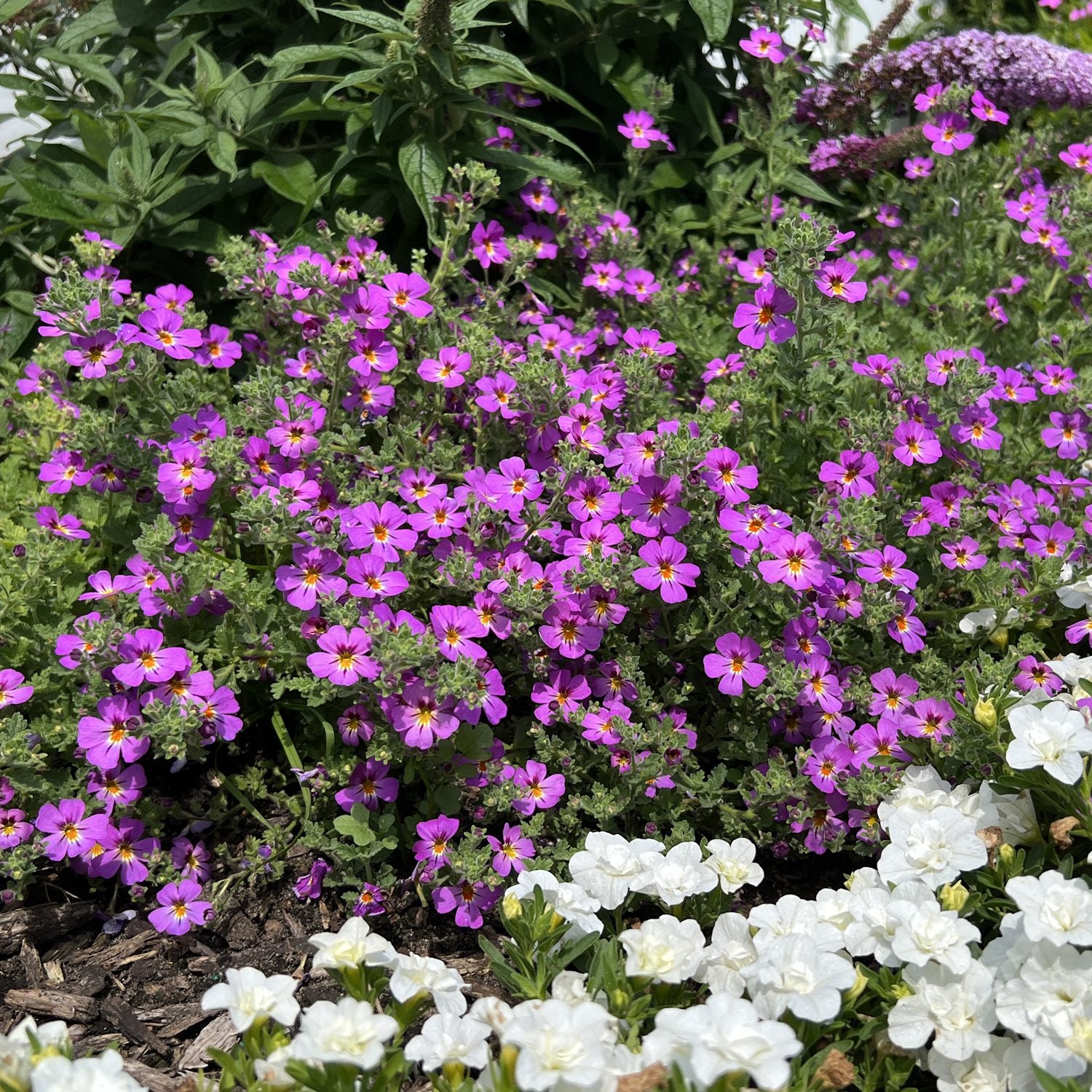 Safari™ Dusk™ South African Phlox (Jamesbrittenia) | Garden Crossings