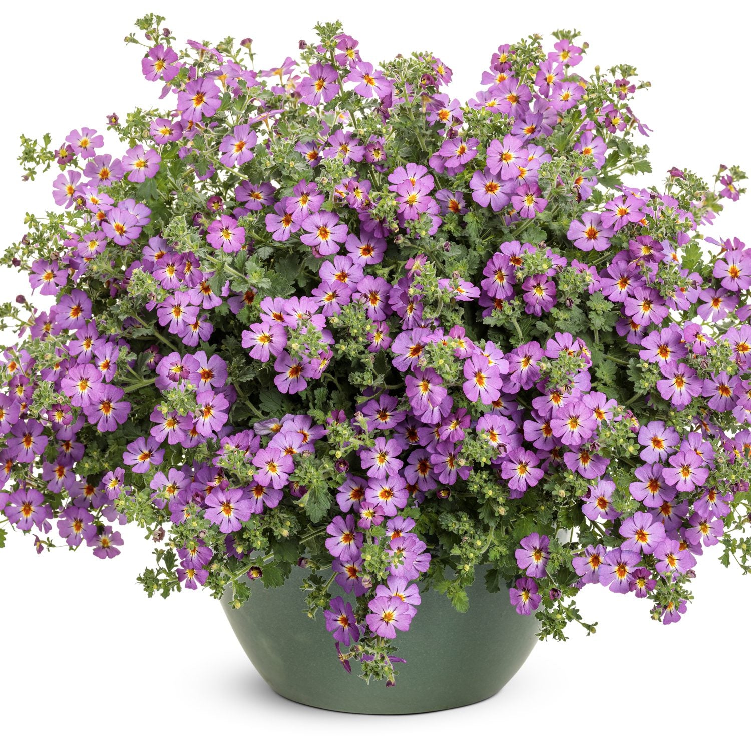 Safari™ Dusk™ South African Phlox (Jamesbrittenia) | Garden Crossings