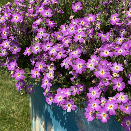 A close-up shows Safari™ Sky South African Phlox (Jamesbrittenia) with small lavender-purple blooms and yellow centers trailing from a blue planter on a sunny day, with green grass in the background - Photo Property of Garden Crossings LLC. Decorative pot not included.