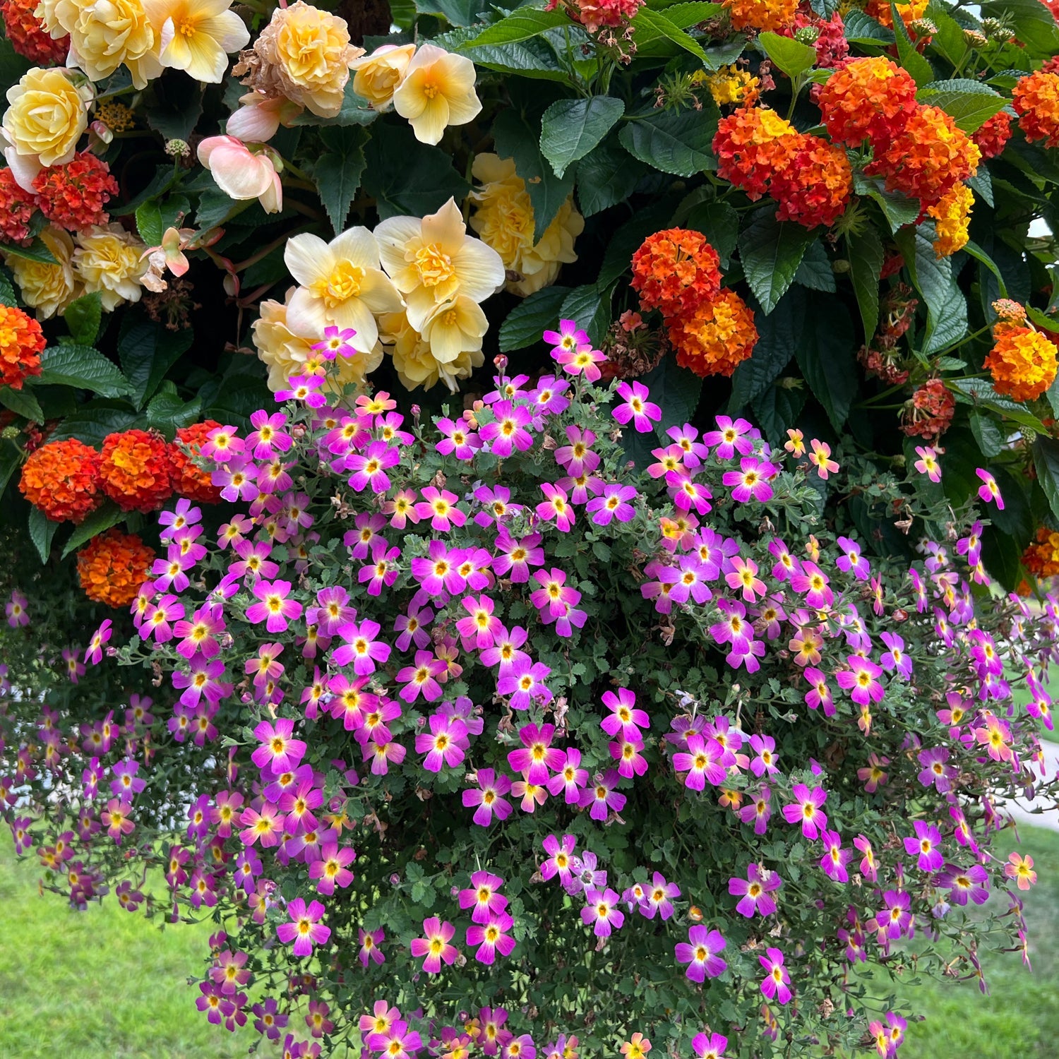 A vibrant hanging basket displays clusters of pink and yellow blooms alongside Safari™ Sky South African Phlox (Jamesbrittenia), known for its heat-tolerant, trailing stems and delicate lavender-purple flowers, set against a grassy green backdrop - Photo Property of Garden Crossings LLC.