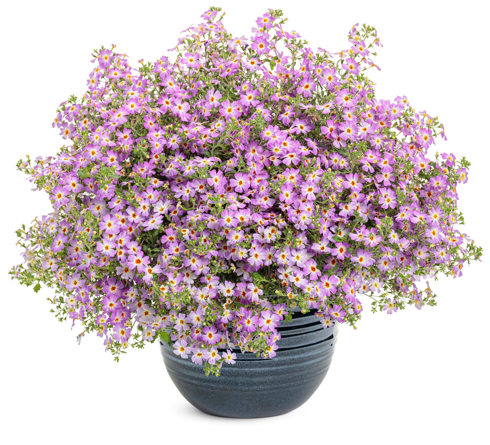 A dense cluster of lavender-purple flowers with yellow centers fills a dark blue pot—Safari™ Sky South African Phlox (Jamesbrittenia), a heat-tolerant trailing plant, is displayed isolated on a white background - Photo Courtesy of Proven Winners, Inc. Decorative pot not included.