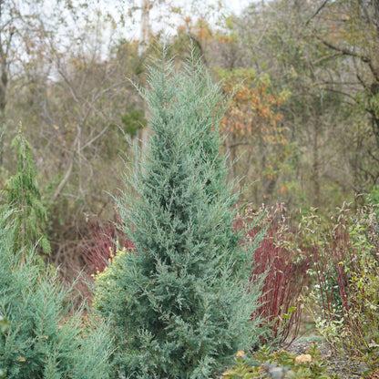 Aquavita® Juniper (Juniperus)  - Photo Courtesy of Proven Winners, Inc.