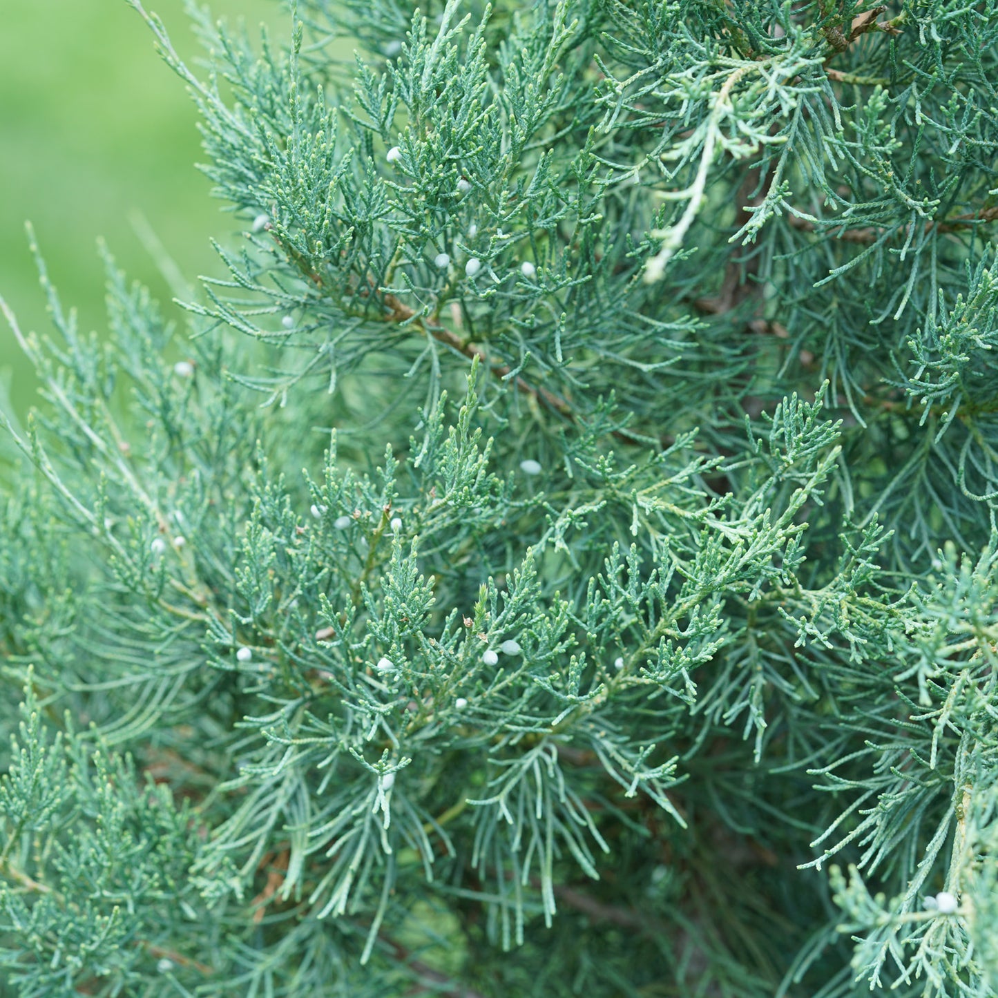 Aquavita® Juniper (Juniperus)  - Photo Courtesy of Proven Winners, Inc.