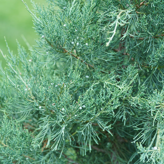 Close-up of Aquavita® Juniper (Juniperus), showcasing evergreen needle-like leaves and blue berries against a soft green backdrop - Photo Courtesy of Proven Winners, Inc.