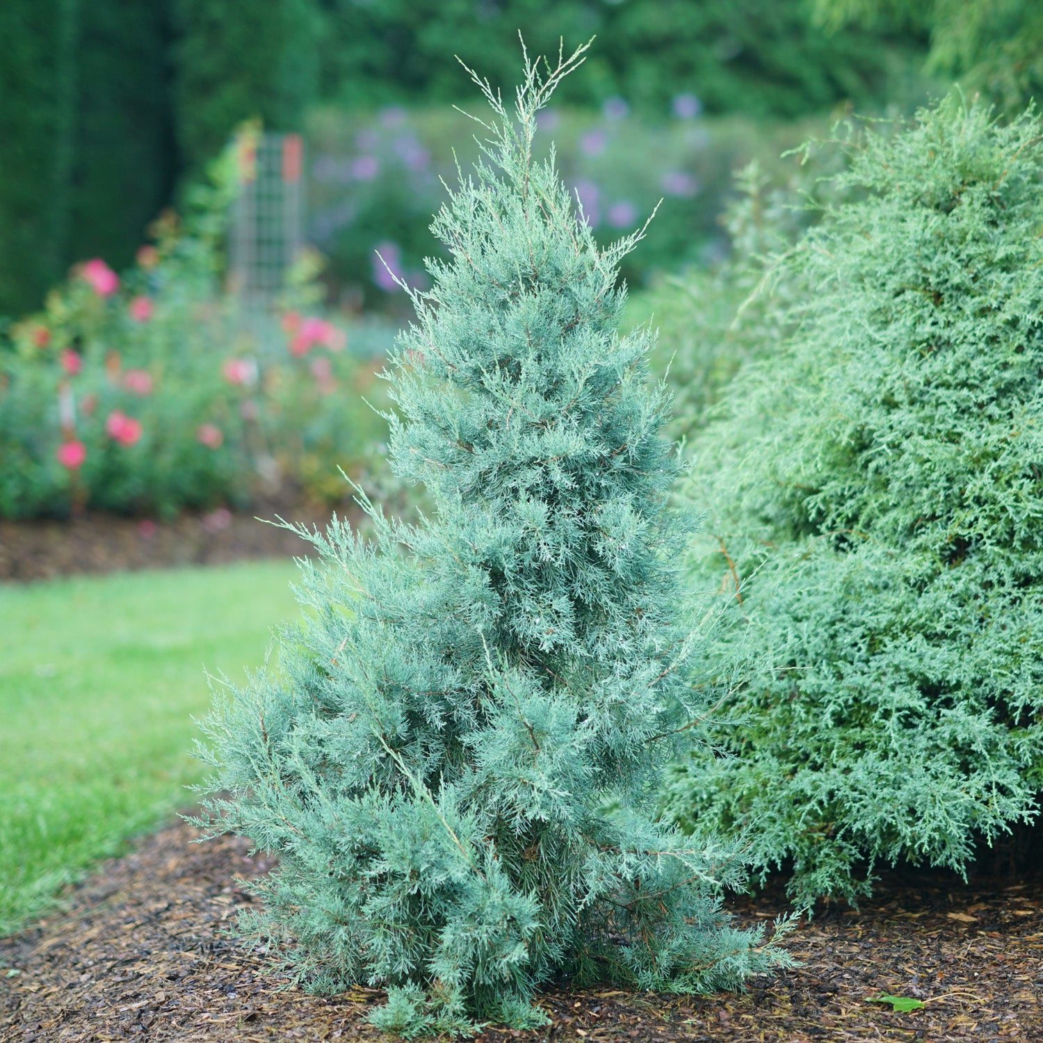 An Aquavita® Juniper (Juniperus), an evergreen shrub with dense blue-green foliage, grows in a mulched garden bed bordered by grass and other shrubs, with colorful flowers nearby - Photo Courtesy of Proven Winners, Inc.