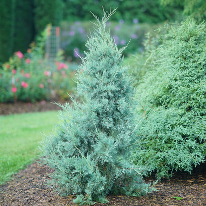 Aquavita® Juniper (Juniperus)  - Photo Courtesy of Proven Winners, Inc.
