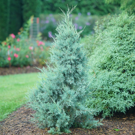 An Aquavita® Juniper (Juniperus), an evergreen shrub with dense blue-green foliage, grows in a mulched garden bed bordered by grass and other shrubs, with colorful flowers nearby - Photo Courtesy of Proven Winners, Inc.