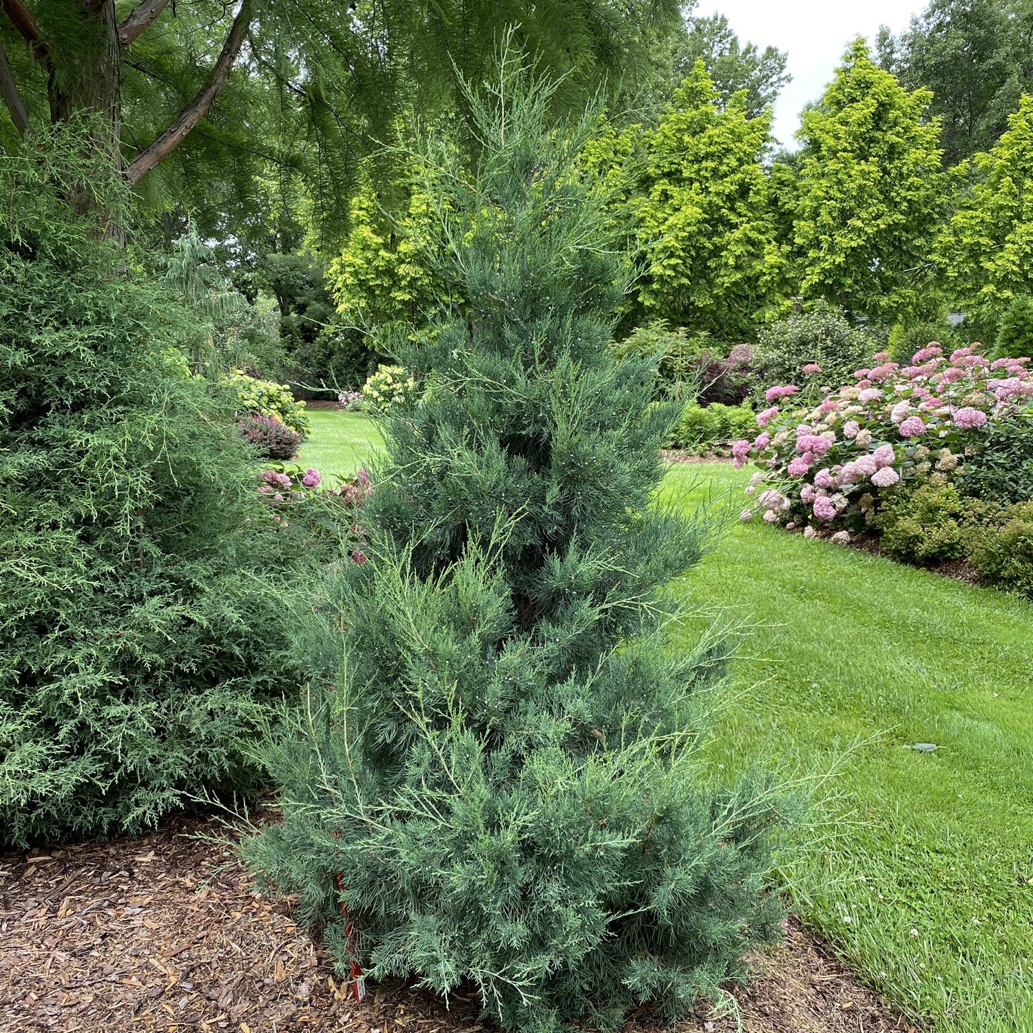 Aquavita® Juniper (Juniperus) - Photo Property of Garden Crossings LLC
