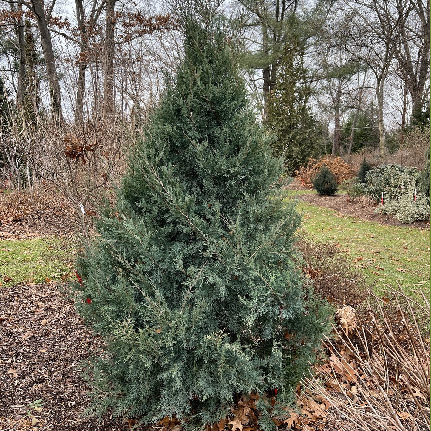 Aquavita® Juniper (Juniperus) - Photo Property of Garden Crossings LLC