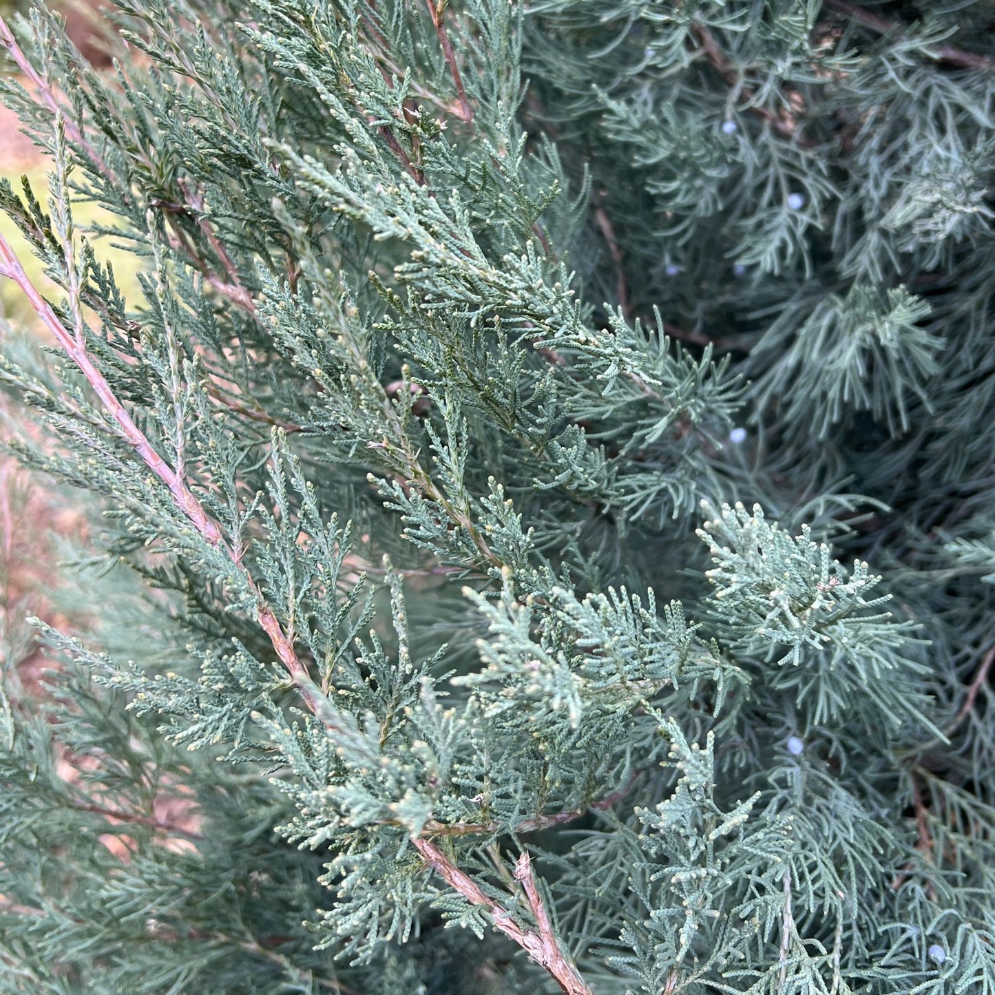 Aquavita® Juniper (Juniperus) - Photo Property of Garden Crossings LLC