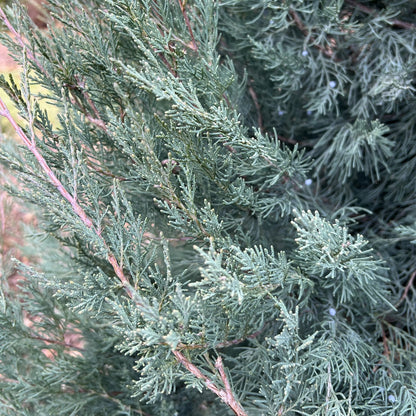 Aquavita® Juniper (Juniperus) - Photo Property of Garden Crossings LLC