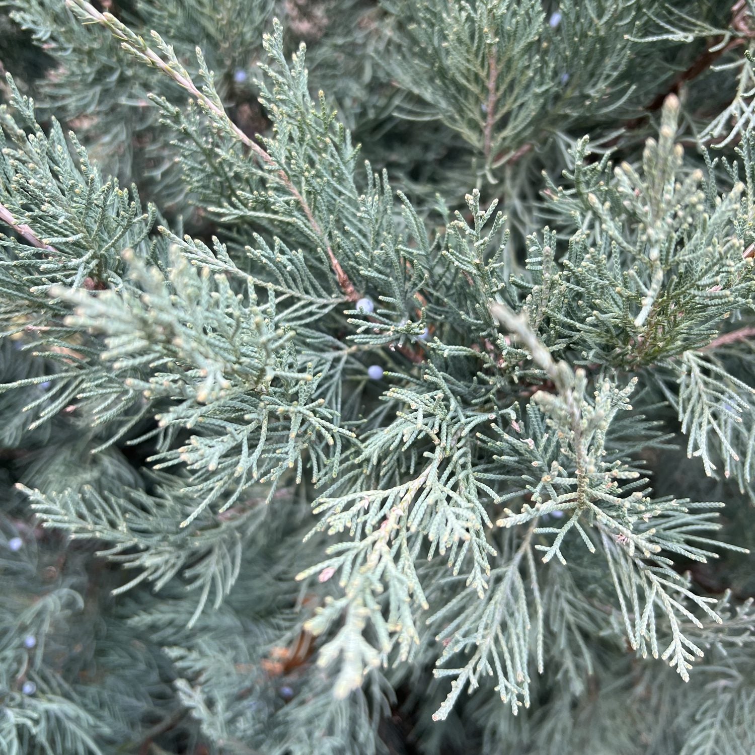 Aquavita® Juniper (Juniperus) - Photo Property of Garden Crossings LLC
