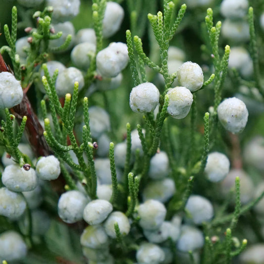 Close-up of Gin Fizz® Juniper (Juniperus), showcasing clusters of pale blue-green berries among slender, needle-like leaves. The background displays more lush foliage and berries - Photo Courtesy of Proven Winners, Inc.