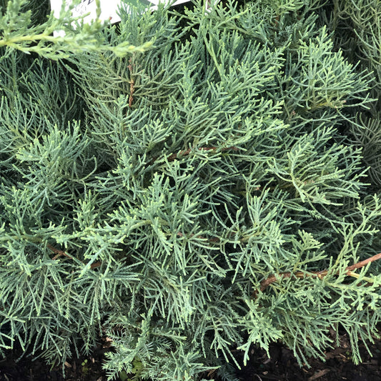 Montana Moss® Juniper (Juniperus) - Photo Property of Garden Crossings LLC