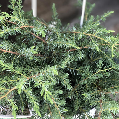 Tortuga® Juniper (Juniperus) - Photo Property of Garden Crossings LLC