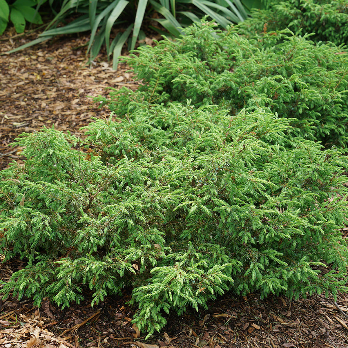 Tortuga® Juniper (Juniperus) - Photo Courtesy of Proven Winners, Inc.