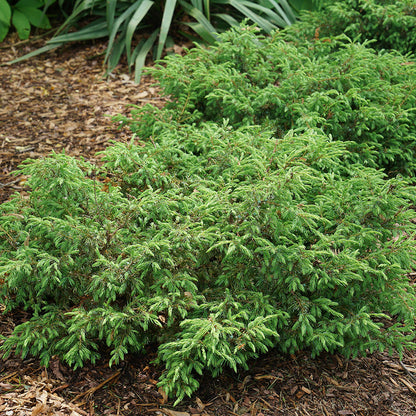 Tortuga® Juniper (Juniperus) - Photo Courtesy of Proven Winners, Inc.