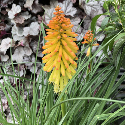 Close-up of the Pyromania® 'Backdraft' Kniphofia features vibrant yellow and orange blooms rising above long green leaves, with blurred green and burgundy foliage behind - Photo Property of Garden Crossings LLC.